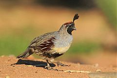 Gambel's Quail